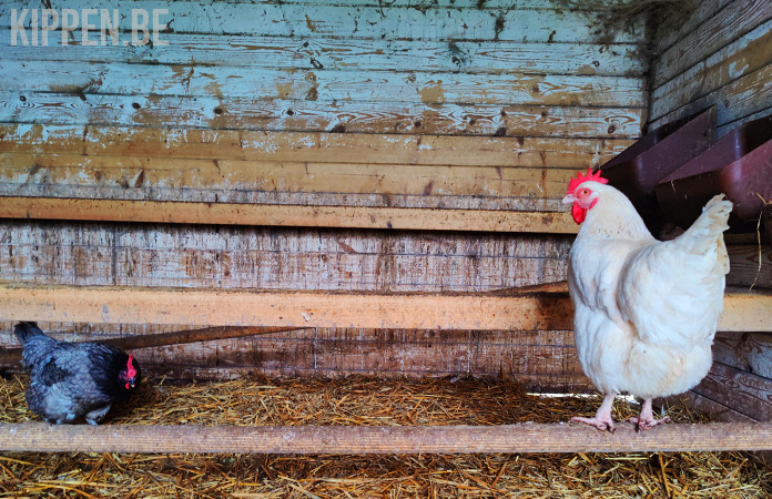 een kip staat op een zitstok, ook overdag gebruiken ze de zitstokken 