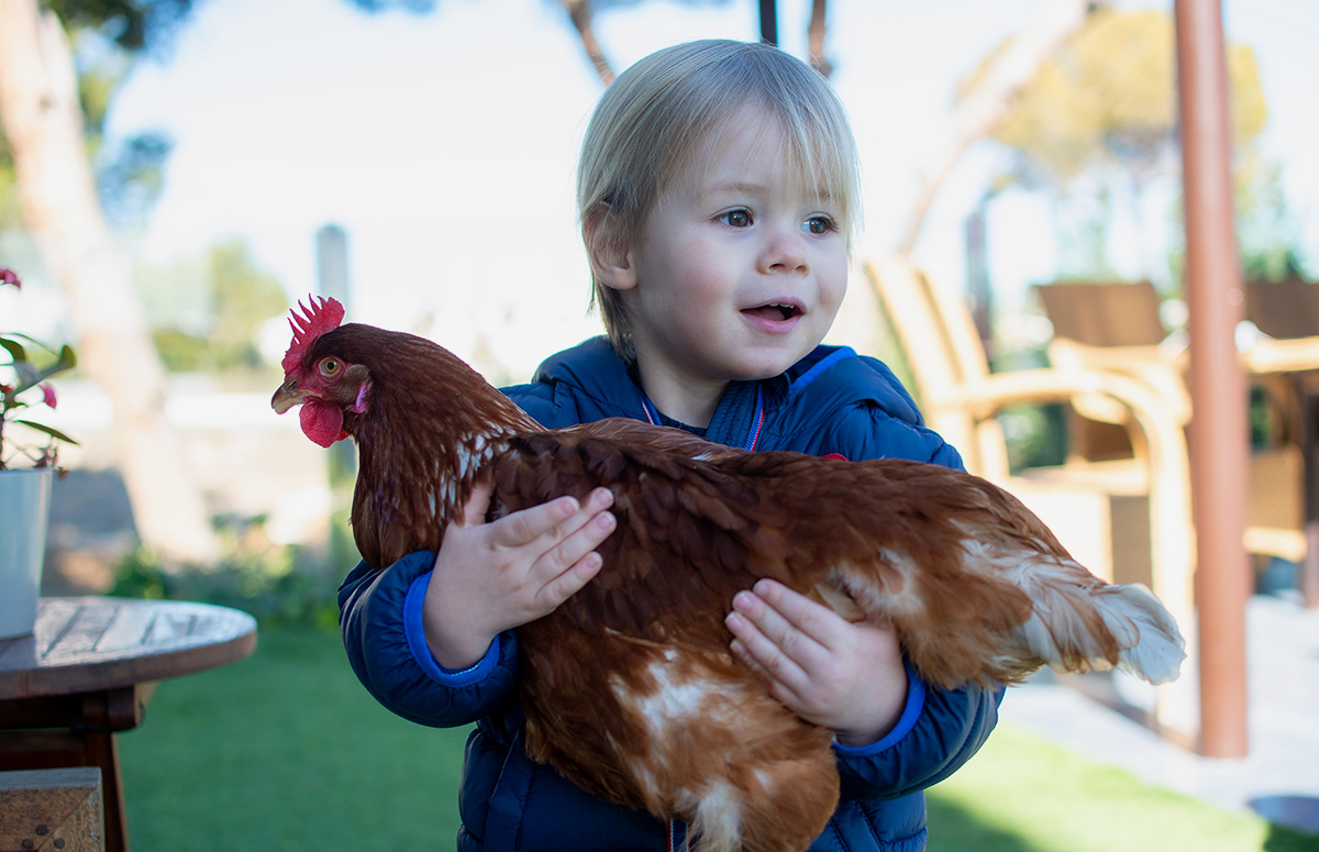 een jong kind houdt een kip vast