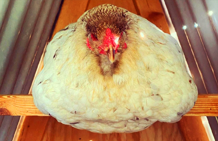 een kip op een zitstok met de poten bedekt