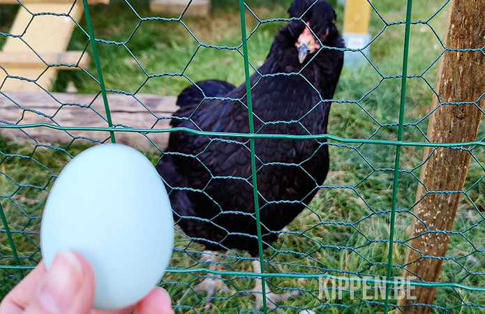 een kip met haar eerste ei
