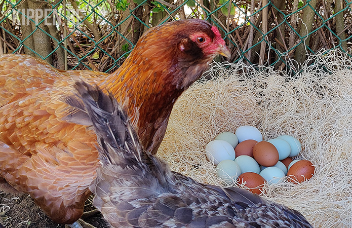 een kip bij een hoop vers gelegde gekleurde eieren