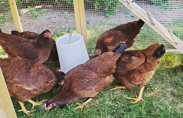 een toom rhode island red kippen