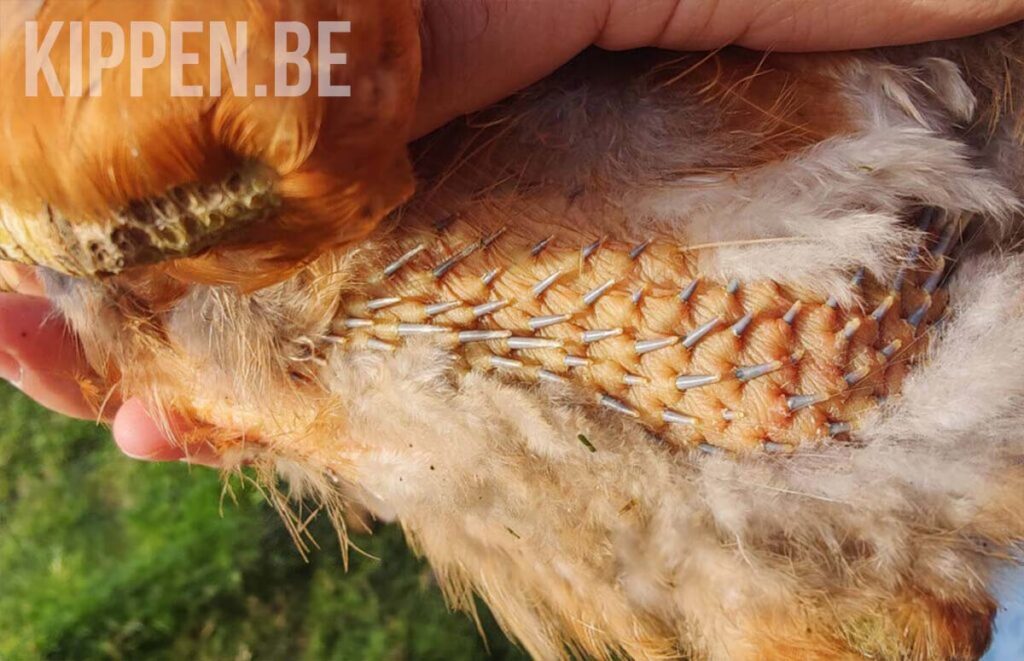 tijdens de rui verliest een kip haar veren om ze in te wisselen voor nieuwe exemplaren.