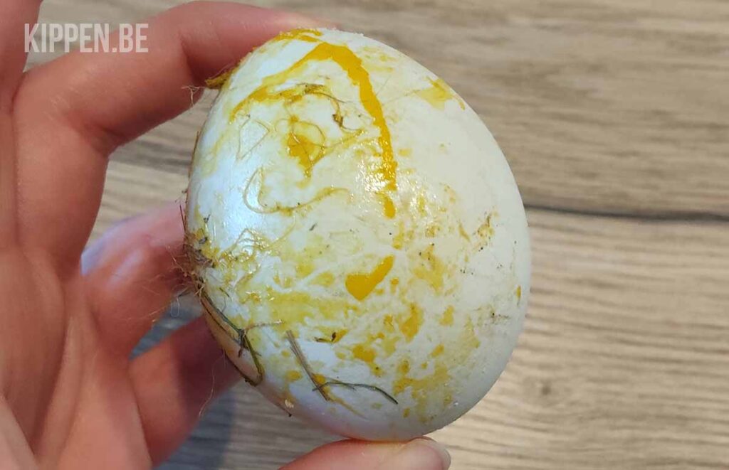 een besmeurd ei is een teken dat kippen hun eigen eieren eten