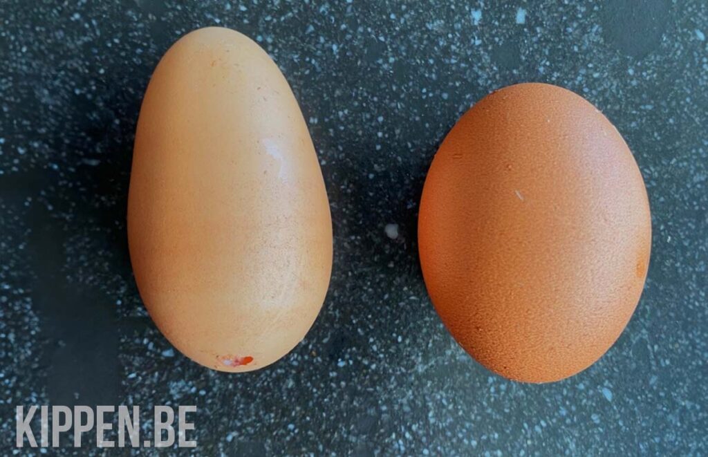 een zeer langwerpig ei, naast een normaal kippenei