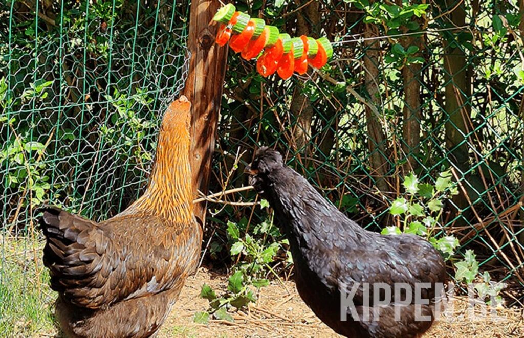 twee kippen eten van groenten aan een koordje. Op die manier vervelen ze zich minder wat leidt tot minder veren pikken.