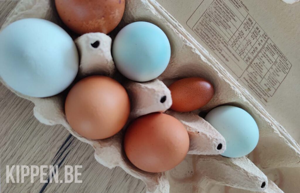 een hanescheet in een eierdoos naast normale eieren