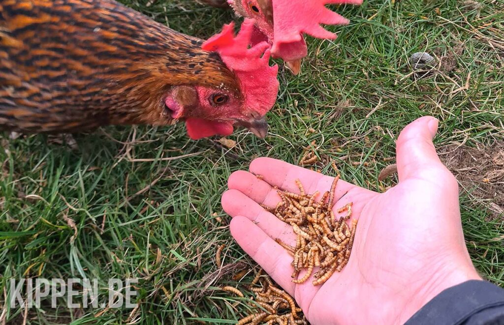 een kip eet een handvol gedroogde meelwormen, een goede bron van eiwitten