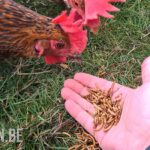 een kip eet een handvol gedroogde meelwormen, een goede bron van eiwitten