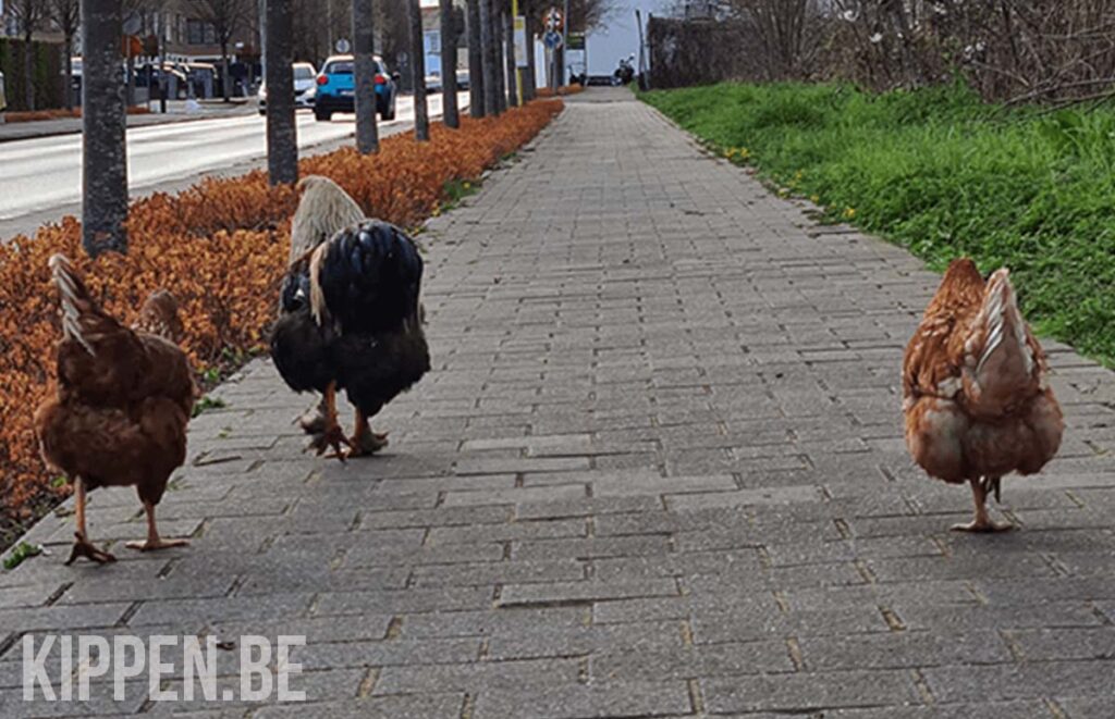 drie kippen die ontsnapt zijn, keren normaal gezien weer uit zichzelf terug naar huis