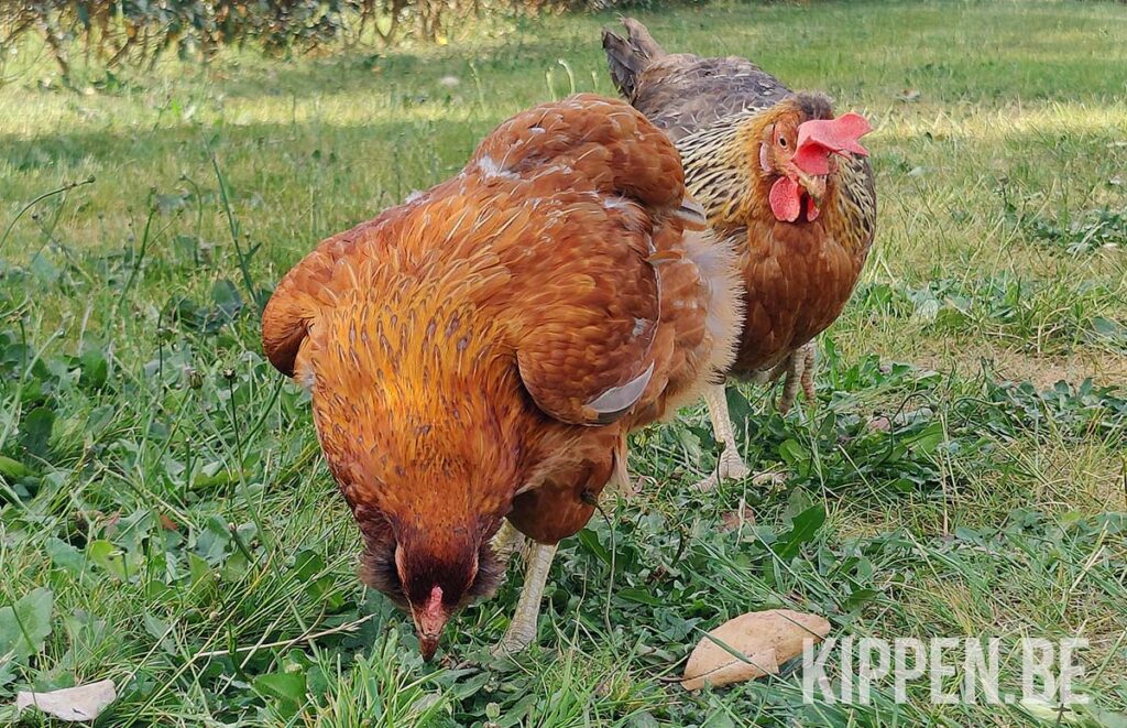 vrije uitloop kippen kunnen langer overleven zonder voeding