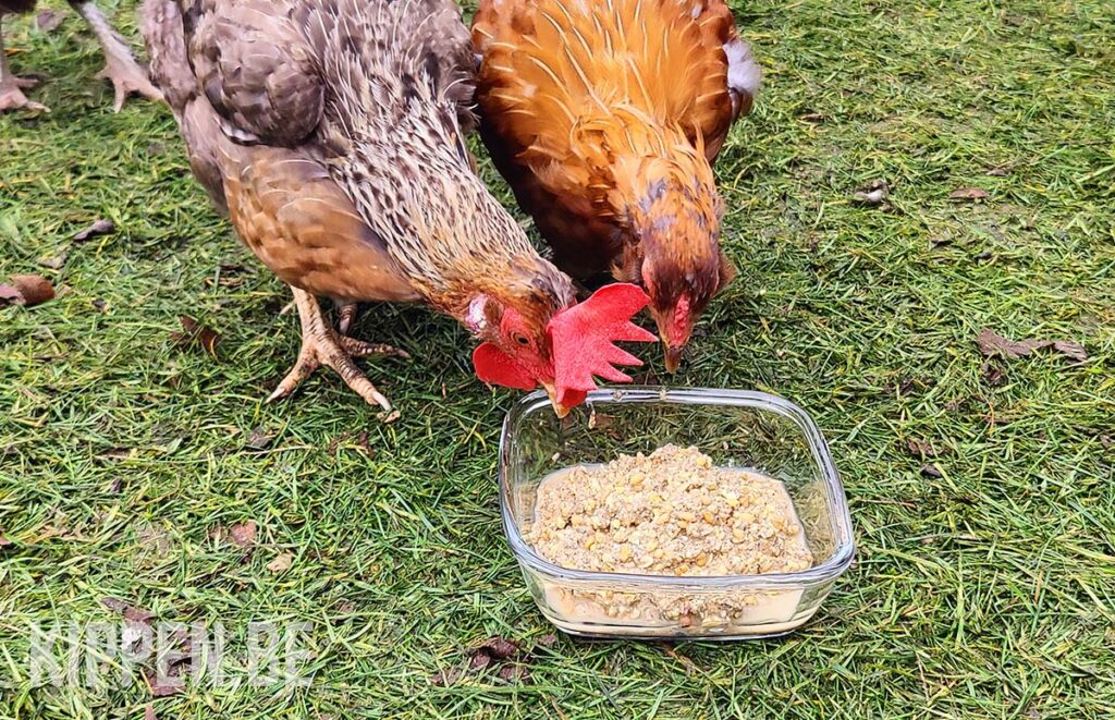 Twee kippen eten van gefermenteerd kippenvoer