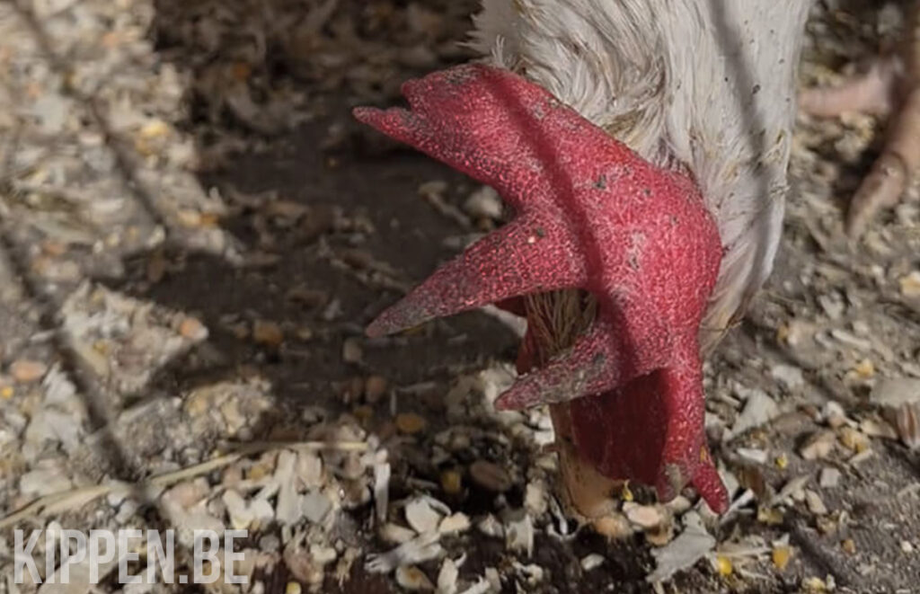 bevriezing bij kippen is te herkennen aan een verkleurde kam