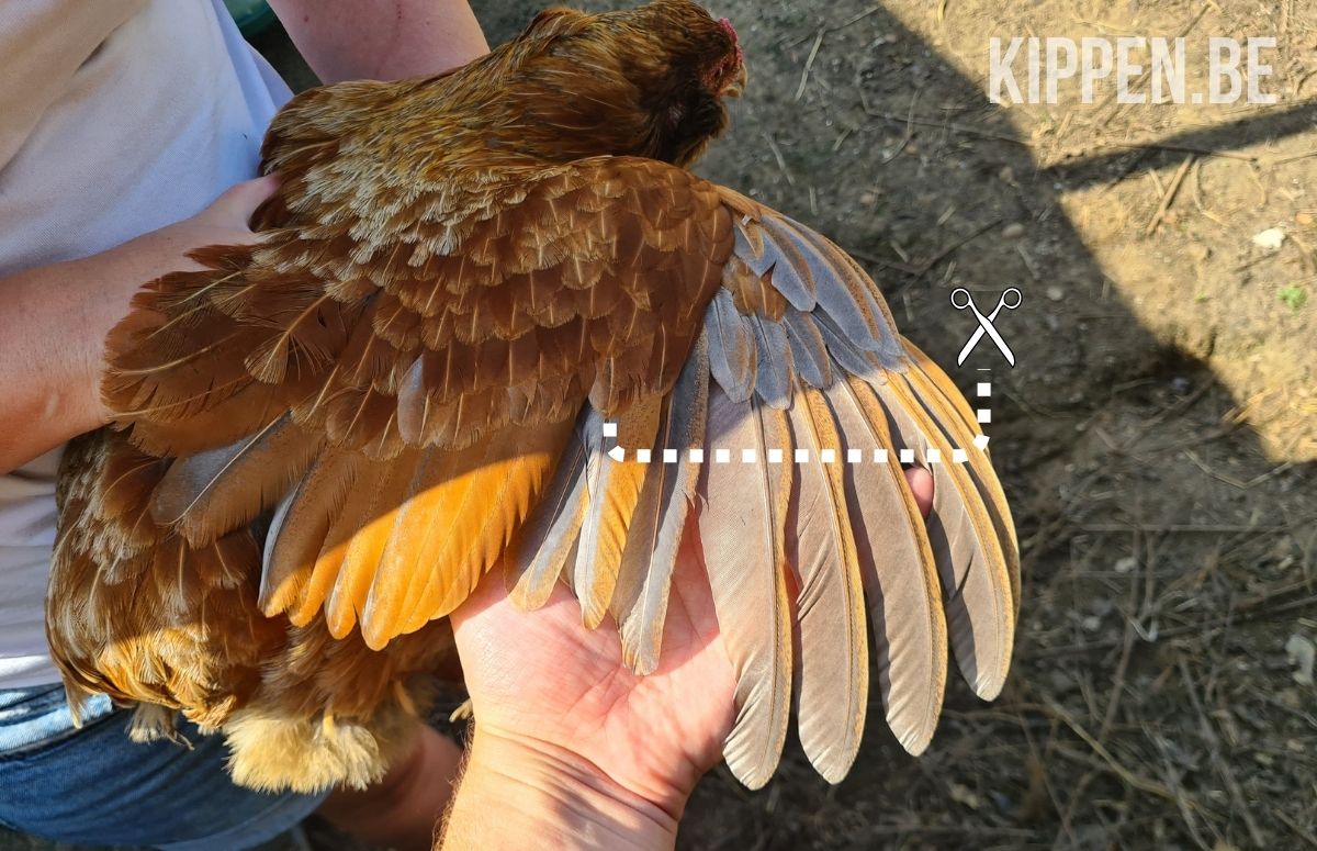 illustratie over waar je de vleugel van een kip moet kortwieken