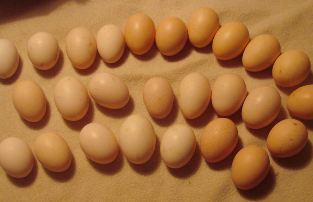 verzameling eieren van de wyandotte