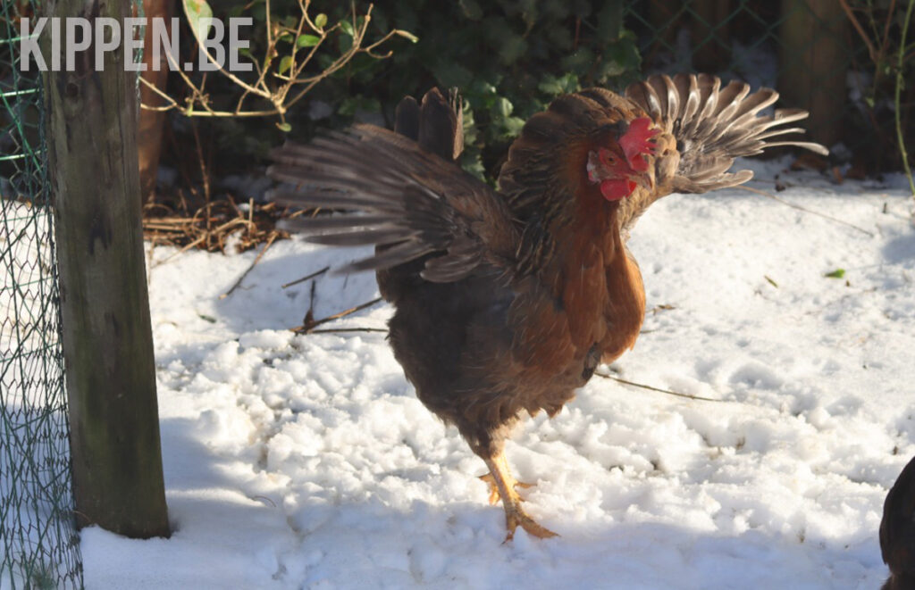 een groenlegger in de sneeuw