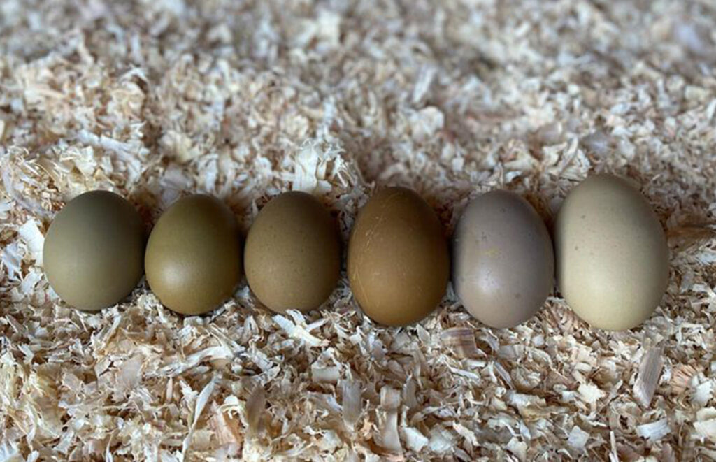 de eieren van een groenlegger of olive egger