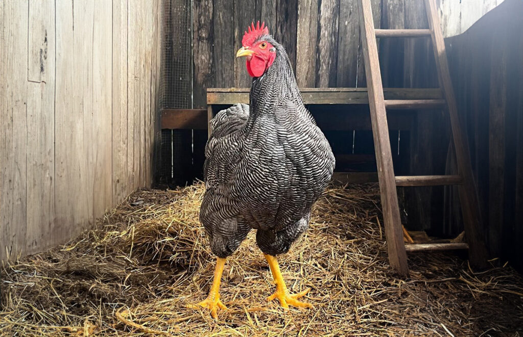 een plymouth rock haan