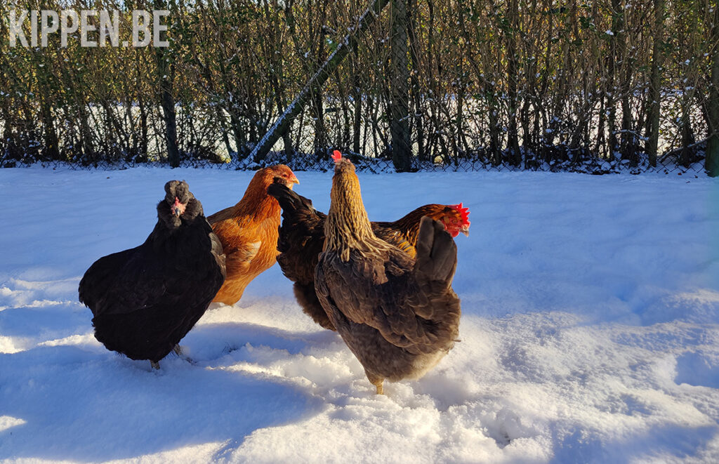 vier kippen in de sneeuw
