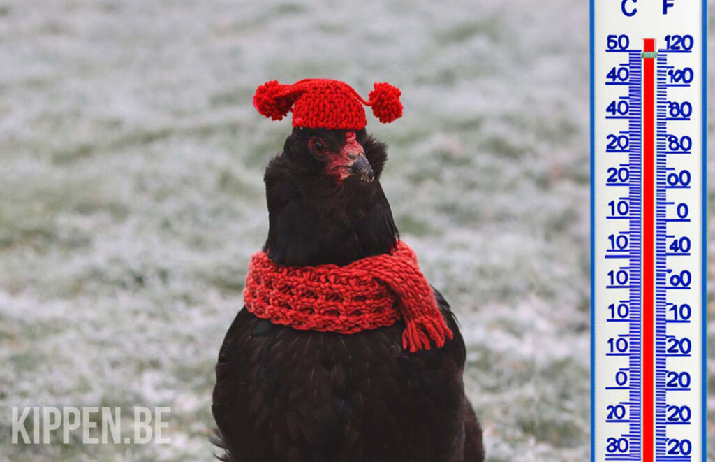 een kip met een muts en een sjaal wegens de koude