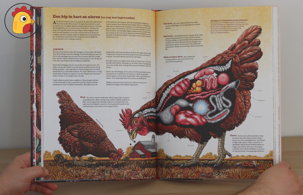 illustratie het grote kippenboek