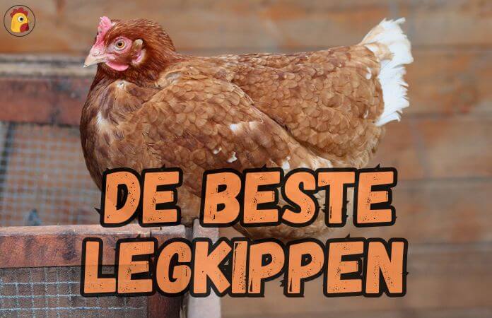 de beste legkippen