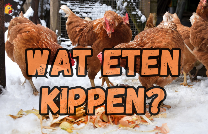 wat eten kippen
