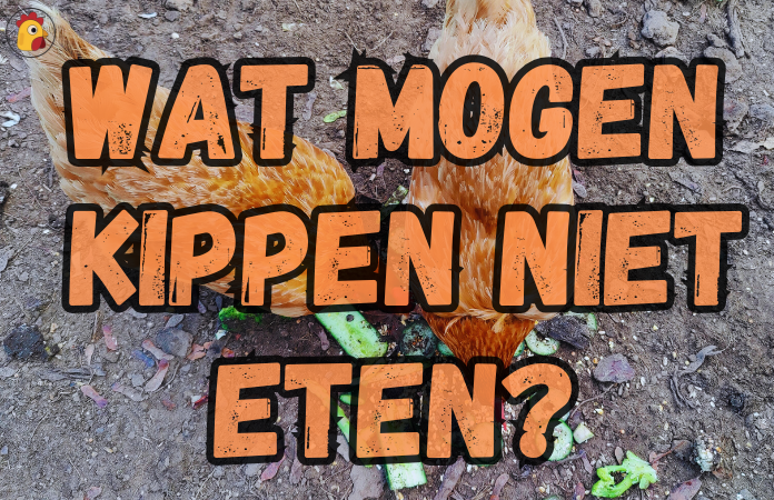wat mogen kippen niet eten