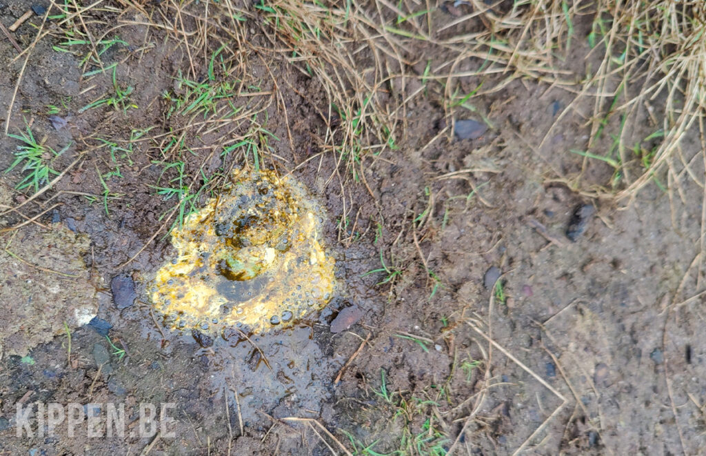 gele diarree van kippen